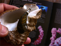 Caribbean Vase Conch Operculum Earrings on fine silver