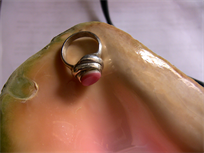 Queen conch shell ring, pure fine .999+ silver and pink conch shell, size US 4.75
