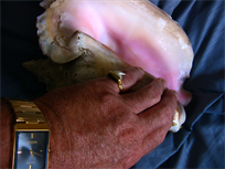 24K gold Shark Tooth Surfer's ring