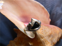 Pure silver and coral shark ring