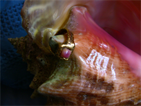 Conch Pearl ring in 24K pure gold