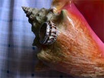 Florida Lightning Whelk Conch Shell ring in 999 pure silver